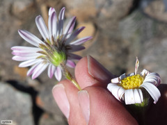 Polyarrhena imbricata