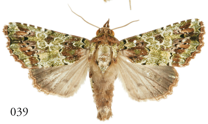 Leucosigma albimixta