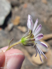 Polyarrhena imbricata