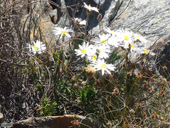 Polyarrhena imbricata