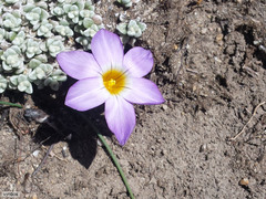 Romulea atrandra esterhuyseniae