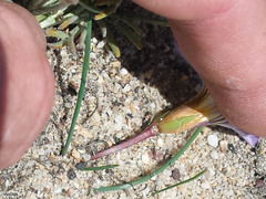 Romulea atrandra esterhuyseniae