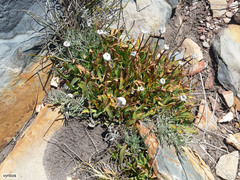 Phaneroglossa bolusii