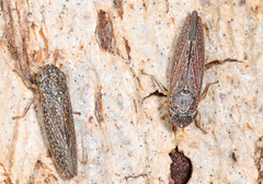 Graphocephala confluens