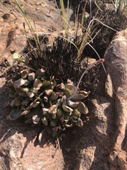 Adromischus umbraticola
