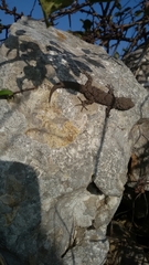 Mediodactylus kotschyi