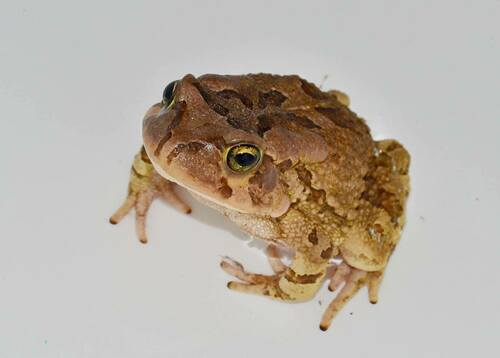 Raucous Toad, photo 5 of 7