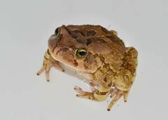 Ranger's Toad photo 5