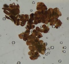 Frullania pentapleura