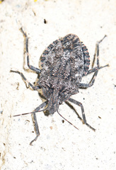 Brochymena affinis