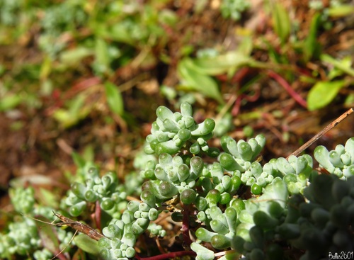 Sedum pedicellatum
