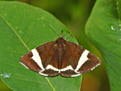 Leucomelas juvenilis