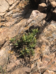 Delosperma leendertziae