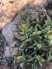 Delosperma leendertziae
