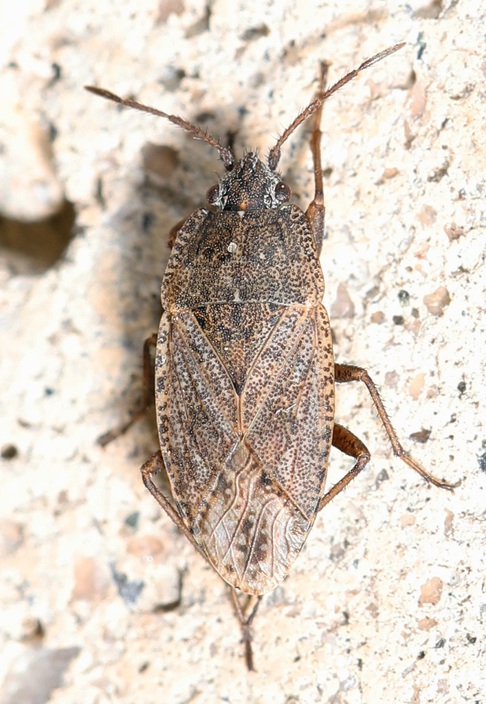 sand bug