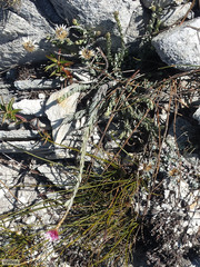 Syncarpha canescens tricolor