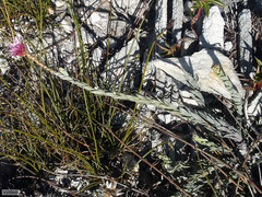 Syncarpha canescens tricolor