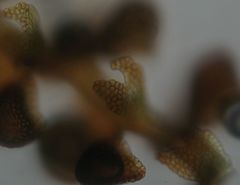 Frullania pentapleura