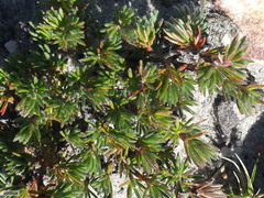 Cliffortia weimarckii