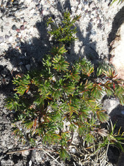 Cliffortia weimarckii