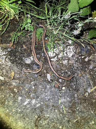 Photo of a Oriental Coral Snake (Sinomicrurus sauteri)