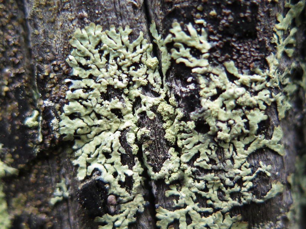 Green Starburst Lichen From Arteaga Coah M Xico On October