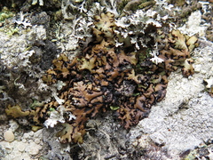 Hypogymnia bitteri
