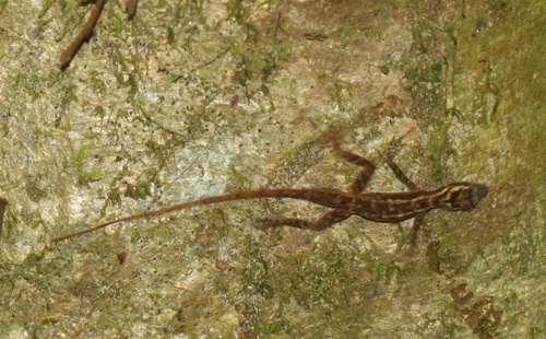 Ghost Anole, Anolis lemurinus