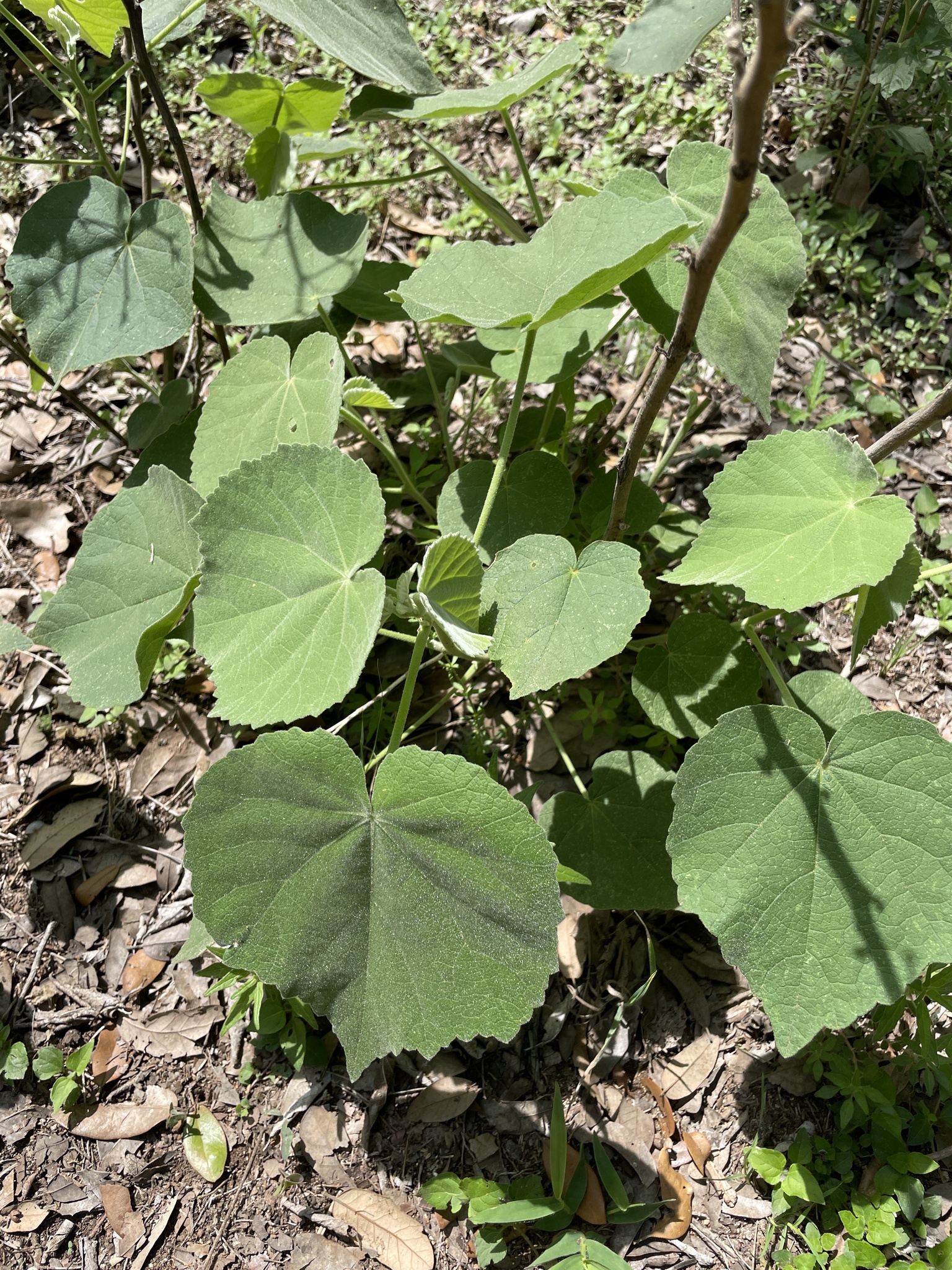 Allowissadula holosericea (Scheele) D.M.Bates