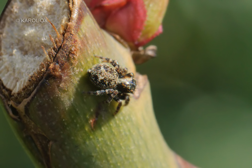 Pauci skakači (Salticidae)