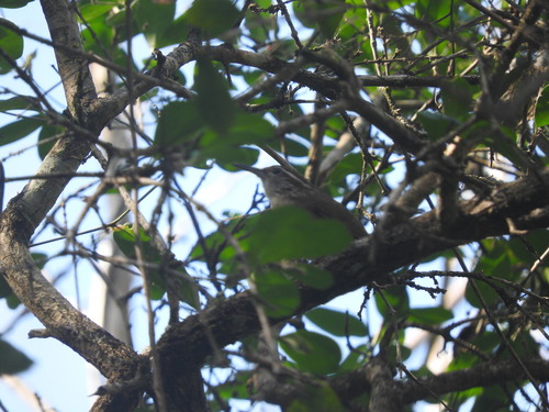 Spot-breasted Wren (Pheugopedius maculipectus), photo 9