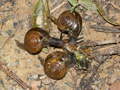 Macrochlamys hippocastaneum
