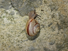 Bradybaena similaris