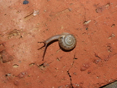 Bradybaena similaris