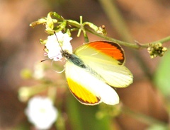Colotis auxo