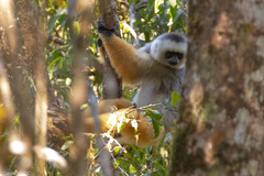 Propithecus diadema