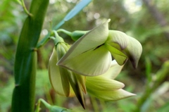 Carmichaelia williamsii