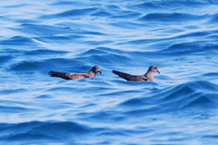 Hydrobates monorhis