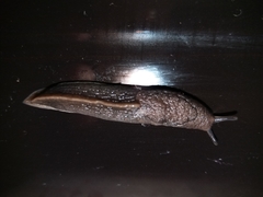 Milacidae