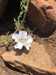 Convolvulus thunbergii