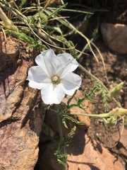Convolvulus thunbergii