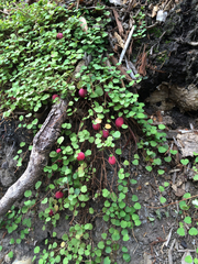 Fuchsia procumbens