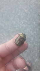 Protaetia cuprea obscura