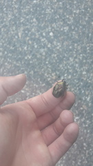 Protaetia cuprea obscura