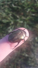 Protaetia cuprea obscura
