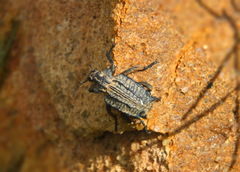 Brachycerus undatus