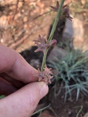 Aspidoglossum biflorum