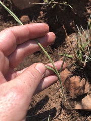 Aspidoglossum biflorum