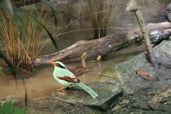 Javan Green Magpie photo 5