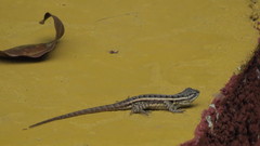 Sceloporus teapensis